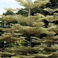 Bucida putih / busida putih / pokok doa / pokok tadah langit