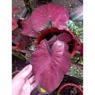 Caladium Red Stardust Pokok Keladi Rare Indoors Outdoors Plants Flower Bunga