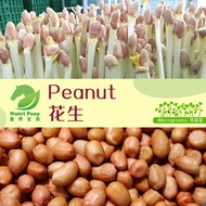 1KG Peanut Sprouts Microgreens Seeds Non-GMO 花生芽苗菜种子 Biji Benih Kacang Tanah Taugeh Wholesale Nutri 