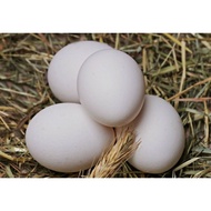 5 KUB Chicken Eggs