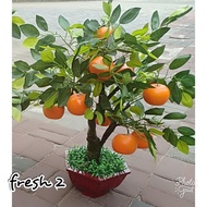 WAJIB GOSEN & GRAB / POHON JERUK MANDARIN/POHON SAKURA