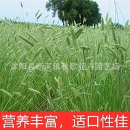 Crested Wheatgrass Seed Feather Grass Soil Fixation Slope Protection Flat Spike Grass Seeds Vegetation Restoration Windp