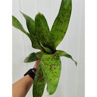 bromeliad neoregelia Aztec