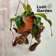 Nepenthes Gaya / Monkey Cup / Periuk Kera / 盖亚猪笼草 Carnivorous Plant Live Plant Pokok Hiasan [Lush Ga