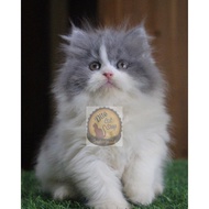 Kucing Persia Anggora Himalaya Munchkin Ragdol Bigbone Kitten umir