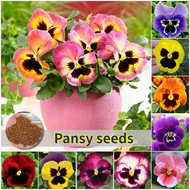 ปลูกง่าย เมล็ดสด100% เมล็ดพันธุ์ กะเทย บรรจุ 100เมล็ด คละสี Mixed Color Pansy Flower Seed เมล็ดดอกไม้ บอนสีราคาถูก เมล็ดบอนสี ต้นไม้มงคล บอนสี ดอกไม้ปลูกสวยๆ เมล็ดพันธุ์ดอกไม้ ไม้ประดับ ไม้ดอก พันธุ์ดอกไม้ ดอกไม้ปลูก แต่งบ้านและสวน Seeds for planting