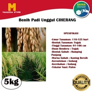 Benih PADI Ciherang Bibit Padi Unggul 5kg