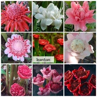 restock Rhizom Bulb Kantan tulip torch ginger Merah Menyala, Putih sulur, Pink anak pokok hijau mala