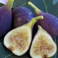 ต้นมะเดื่อฝรั่ง Figs Plant ต้นฟิกส์ สายพันธุ์ Osborn Prolific ต้นกล้า รากแน่นๆ พร้อมให้ผลไม่เกิน 6 เ