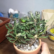 皱叶麒麟Euphorbia decaryi
