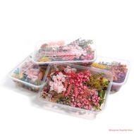 Natural Dried Flower Materials For Crafting Decorative Gifts