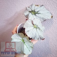 Tanaman Hias Bunga Begonia - Begonia Rex Rumba - Daun Begonia Rumba -