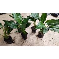 Medium-leaved Peace Lily