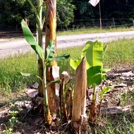 Anak Pokok /Sulur Pisang Segar [Raja, Tanduk Lang, Awak (Moreh), Abu, Nangka, Rastali, Berangan