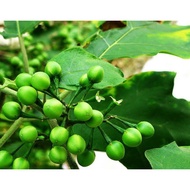 MM- Solanum Torvum Sapling / Anak Pokok Terung Pipit / Terung manggul / terung rembang / sayur