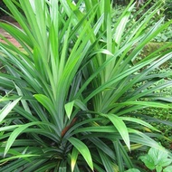 Pandan Leafs Plant/Pokok Pandan