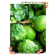 Buah Limau purut kahwin/Daun Limau Pulut/ Kaffir lime tree hybrid / 麻风柑/麻风柑叶子