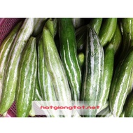 Japanese luffa seeds