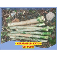 KERATAN UBI KAYU PULUT [sebatang 50 sen]