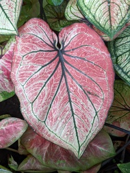 Cute Indoor Plant - Caladium Pink Hybrid