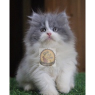 Kucing Persia Anggora Himalaya Munchkin Ragdol Bigbone Kitten