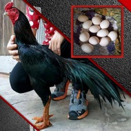 Ayam bangkok asli thailand pakhoy aduan telur fertil paket 2 butir