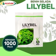 Best Seller Benih Bibit selada Batavia Lilybel 1000 pill - Bejo