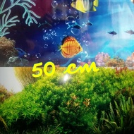 Background / Gambar Latar Aquarium Tinggi 50 cm lebar 80 cm