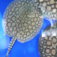 ikan pari motoro hybrid