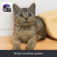 kucing british shorthair