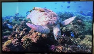 SONY 49” 4K UHD 智能電視機