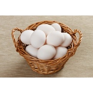 White Leghorn ur berbenih