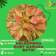 Aglonema Ruby Garuda / Aglaonema Rubi Batik Merah
