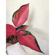 Tanaman Hias Aglaonema Suksom