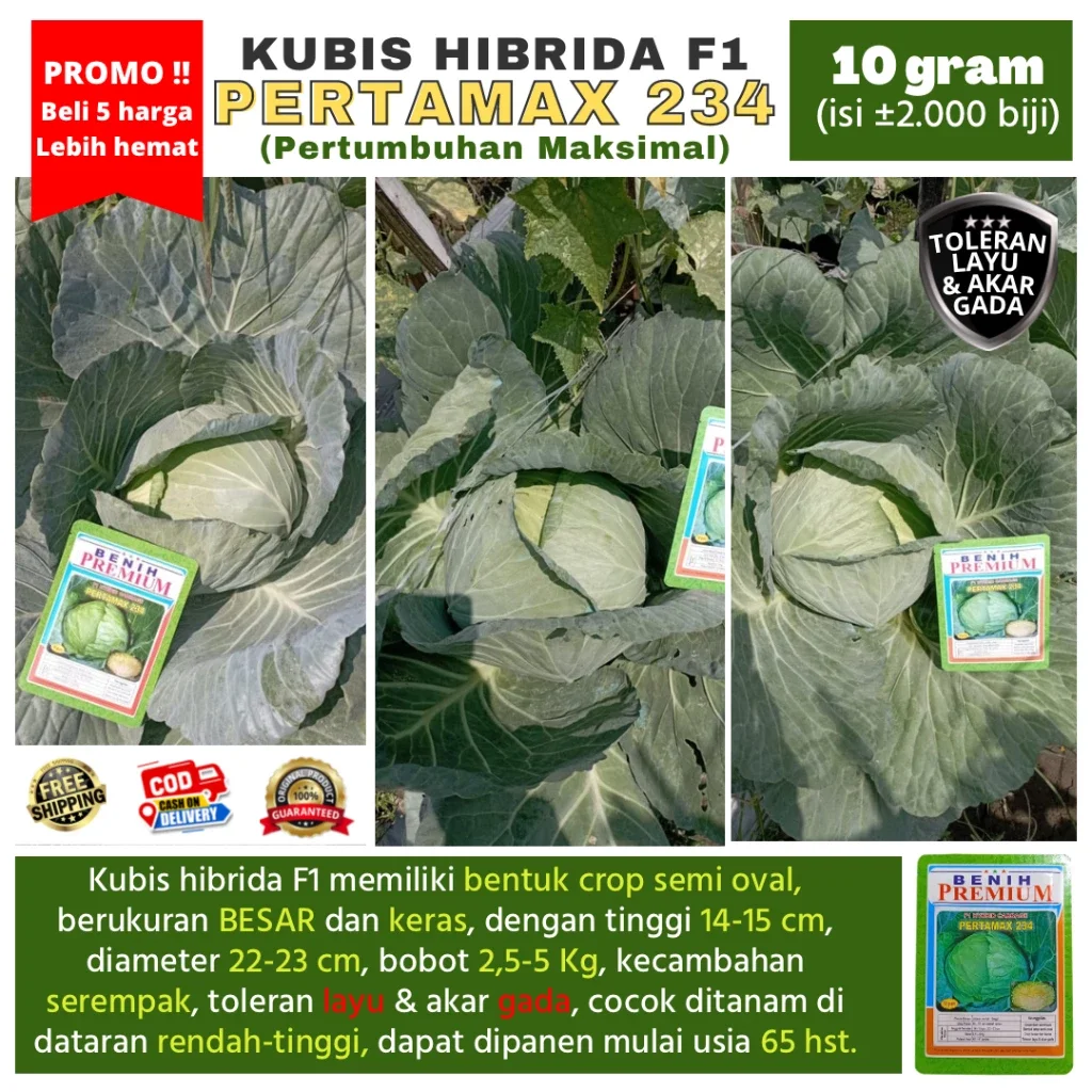 [Beli 5 Lebih Hemat] Benih Kubis Jumbo Pertamax 234 (Pertumbuhan Maksimal) kemasan 10 gram (+-2000 b