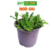 Easy to Grow Chinese Coriander/Cilantro Seeds - h2t farm