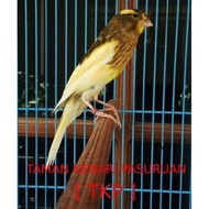 burung kenari f1 bahan pilihan