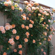 【New store opening limited time offer fast delivery】Rose Seed Climbing Vine China Rose Seed Year-round Flowering Climbin