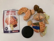 清屋平讓  蒙特梭尼 4D Master Human Anatomy Brain Model  大腦 神經系統 人體模型 （無盒）