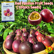 100% Original Sweet Juicy Red Passion Fruit Seeds for Planting (Fresh 100pcs Seeds) Dwarf Passion Fruit Plants Seeds Climbing Plants Seeds Organic Fruit Seeds Easy To Grow Bonsai Tree Seeds Rare Fruit Tree Seedlings Rare Passion Fruit Live Plants Sale