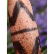 💥Ready Stock💥 39.4mm X 13.6mm 青稞供 雪藏 双虎牙天珠 消除波折 勇往直前 移灾去邪 保佑平安之意  Double Tiger Tooth Dzi Manik Dzi C