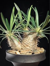 象牙宮 塊根植物 實生 三頭 Pachypodium brevicaule