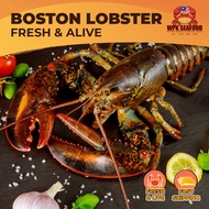【FRESH LIVE】Premium Boston Lobster (1 Ekor) | Fresh & Meaty