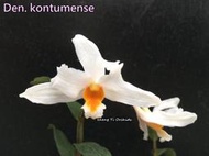 稀有 越南原生種石斛 Den. kontumense