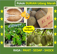 Anak Pokok Durian Udang Merah D175 红虾榴莲苗 Saping Durian D175 Red Prawn Hong Har