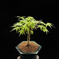 SG3441-精品日本紅千鳥紅楓/稀有楓樹🔥精品植物小盆栽禮物🔥