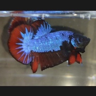 Ikan Hias/Cupang Avatar Gordon Size M+ Siap Breed ReaL Pictt 100%