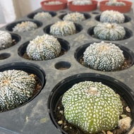 H2O - Astrophytum asterias cactus live plant