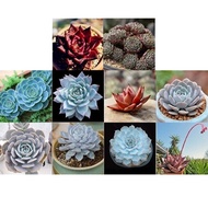 New Arrival Nice Adorable Flower Fragrant Seeds Blooms Radiation Protection Succulent Plants