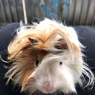 Marmut Silky, Anggora, Peruvian